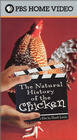 Фильм «The Natural History of the Chicken» смотреть онлайн фильм в хорошем качестве 1080p