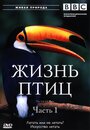 Сериал «BBC: Жизнь птиц» смотреть онлайн сериал в хорошем качестве 720p